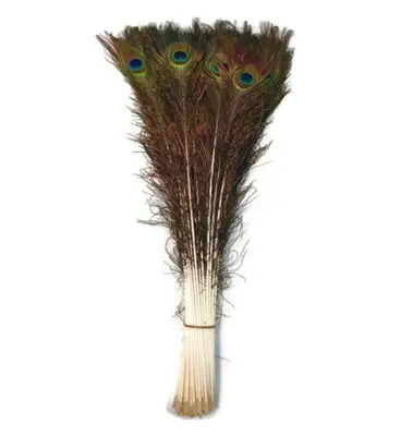 Peacock Feathers 10