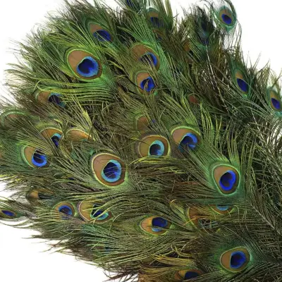 Feather Place Peacock Feather Eyes 40-45