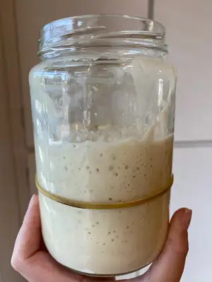 Sourdough Starter Day 12