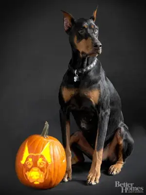 Doberman Pinscher
