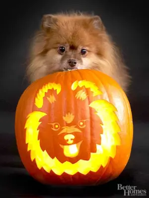 Pomeranian