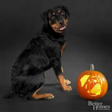 Rottweiler