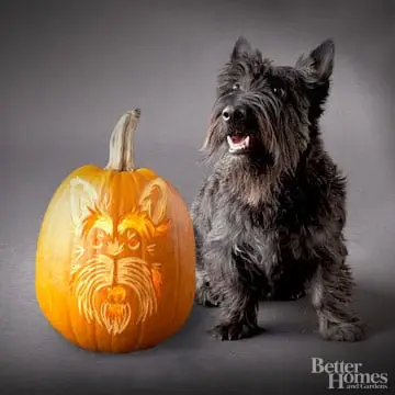 Scottish Terrier