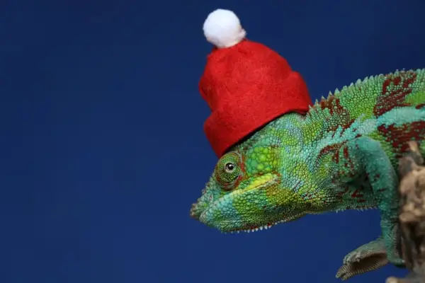 Reptile Santa Zoom Background