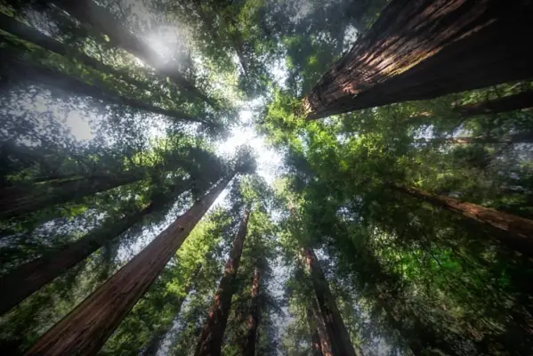 The Problem With Humboldt County