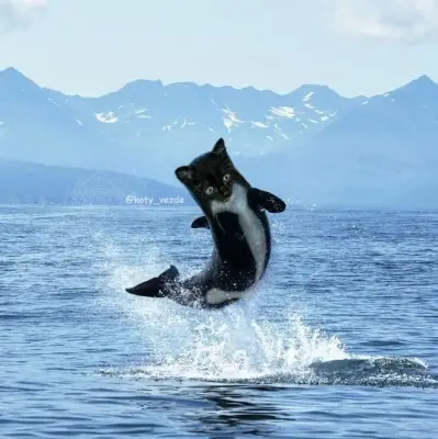 Whale With a Cat