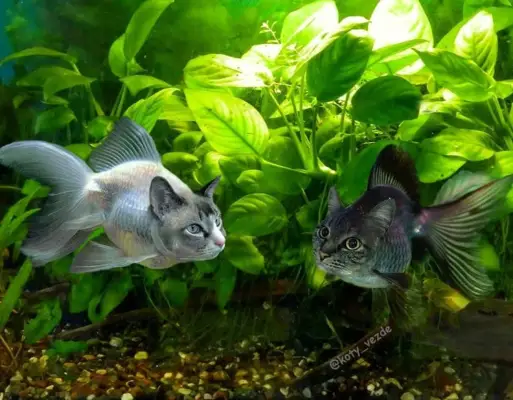 Fish With Cats
