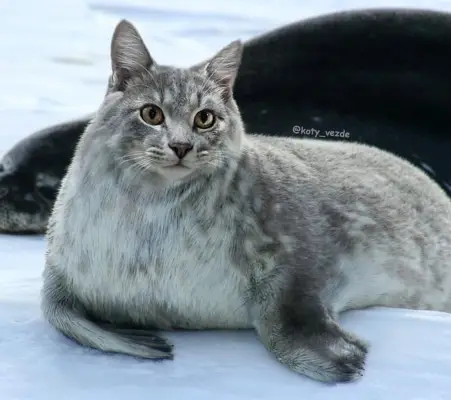 Arctic Sea Lion With a Cat