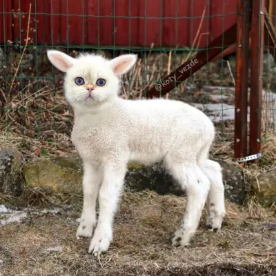 Lamb With a Cat