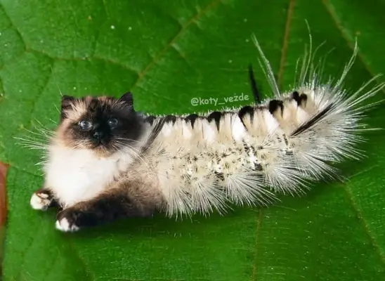 Caterpillar With a Cat