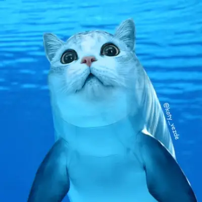 Dolphin With a Cat