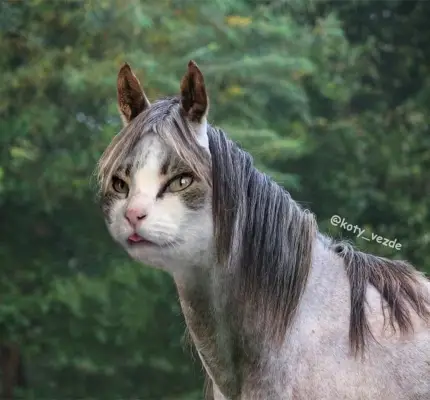 Horse With a Cat