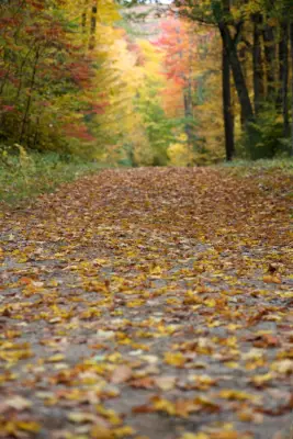 Fall Background: Fallen Leaves iPhone Wallpaper