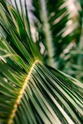 Palm Leaf iPhone Wallpaper
