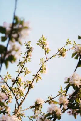 Flower iPhone Wallpaper