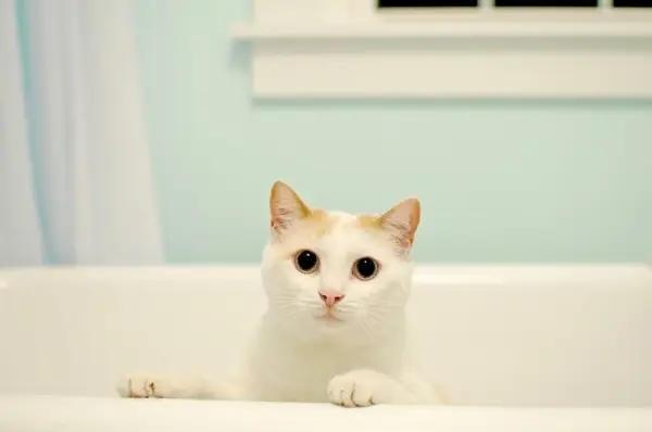 White cat standing in bath tub.