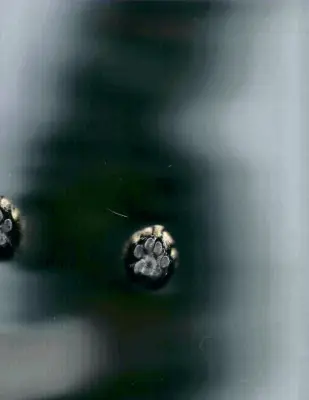 Step 1: Photocopy Your Cat