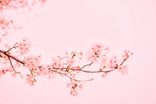 Spring Desktop Wallpapers: Cherry Blossoms