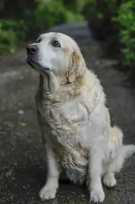 British Golden Retriever