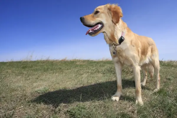 Canadian Golden Retriever