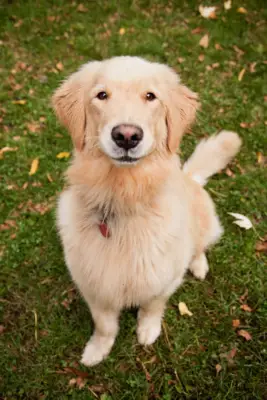 Canadian Golden Retriever