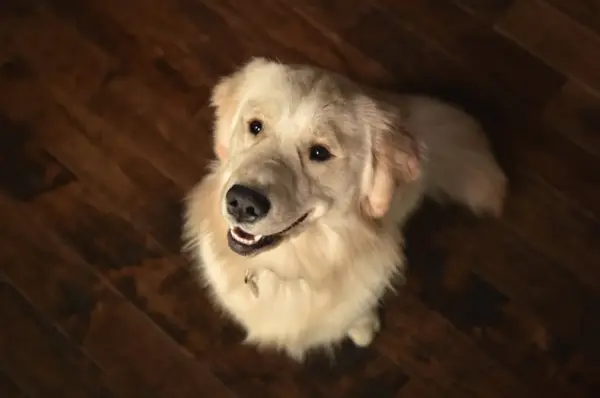 Canadian Golden Retriever