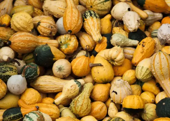 Gourds Zoom Backdrop