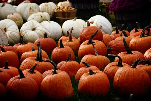 White and Orange Pumpkins Zoom Background