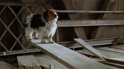 When Barbara and Adam Die in a Car Accident Because of This Cute Dog, and I Thought Briefly About Getting a Cat