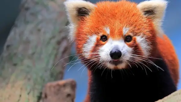 The Secret Life of the Zoo